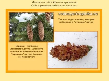 Шишки стихи