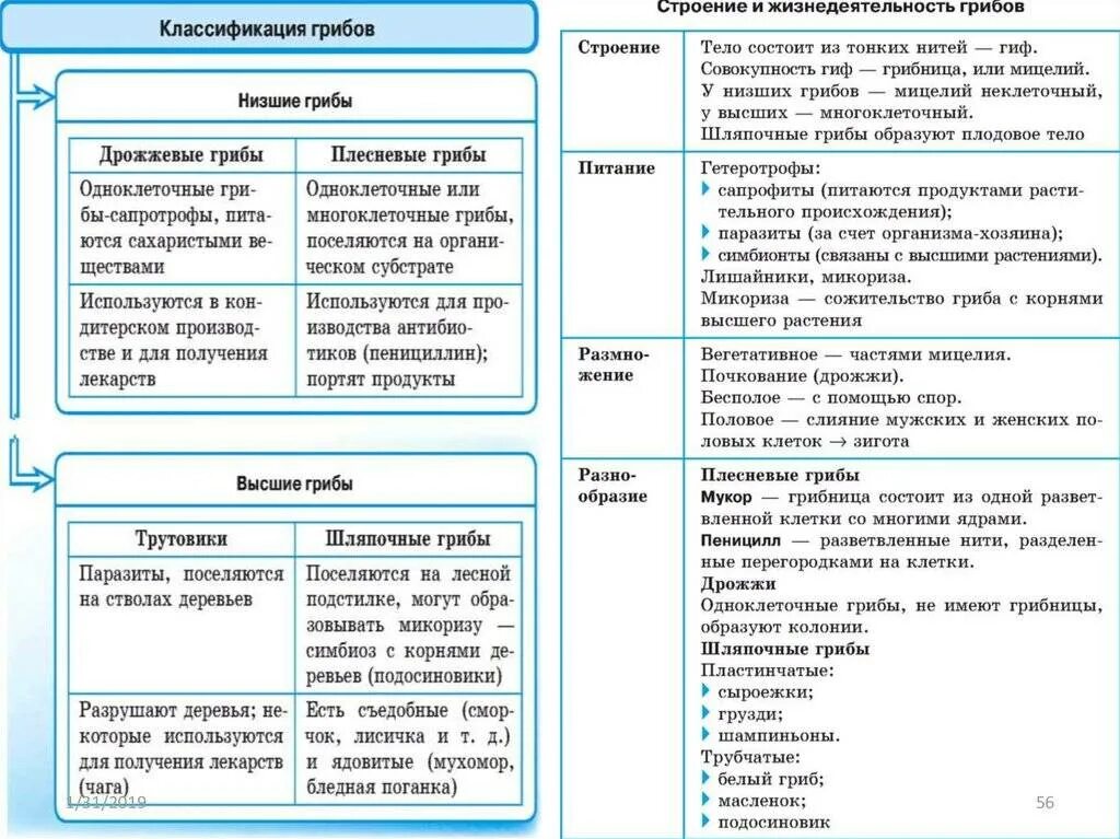 Грибы и высшие растения. Грибы и высшие растения
