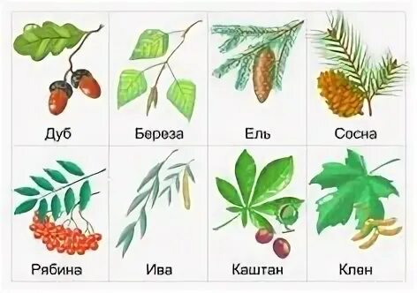 Плоды и листья
