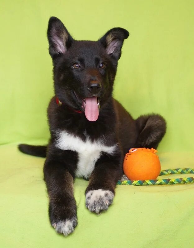 щенки не породистые. домашние щенки даром. щенки даром санкт петербурге. щенки даром санкт петербурге. щенки даром санкт петербурге.