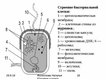 Транспорт в бактериальную клетку