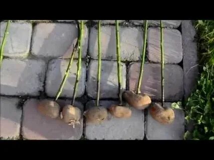 Черенкование роз в теплице осенью под зиму