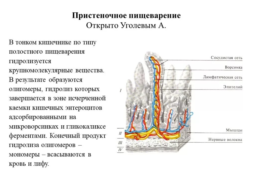 Что такое пристеночное пищеварение. Уголев пристеночное пищеварение. Пристеночное пищеварение опыт Уголева. Пристеночное пищеварение в тонком кишечнике. Пристеночное и мембранное пищеварение.