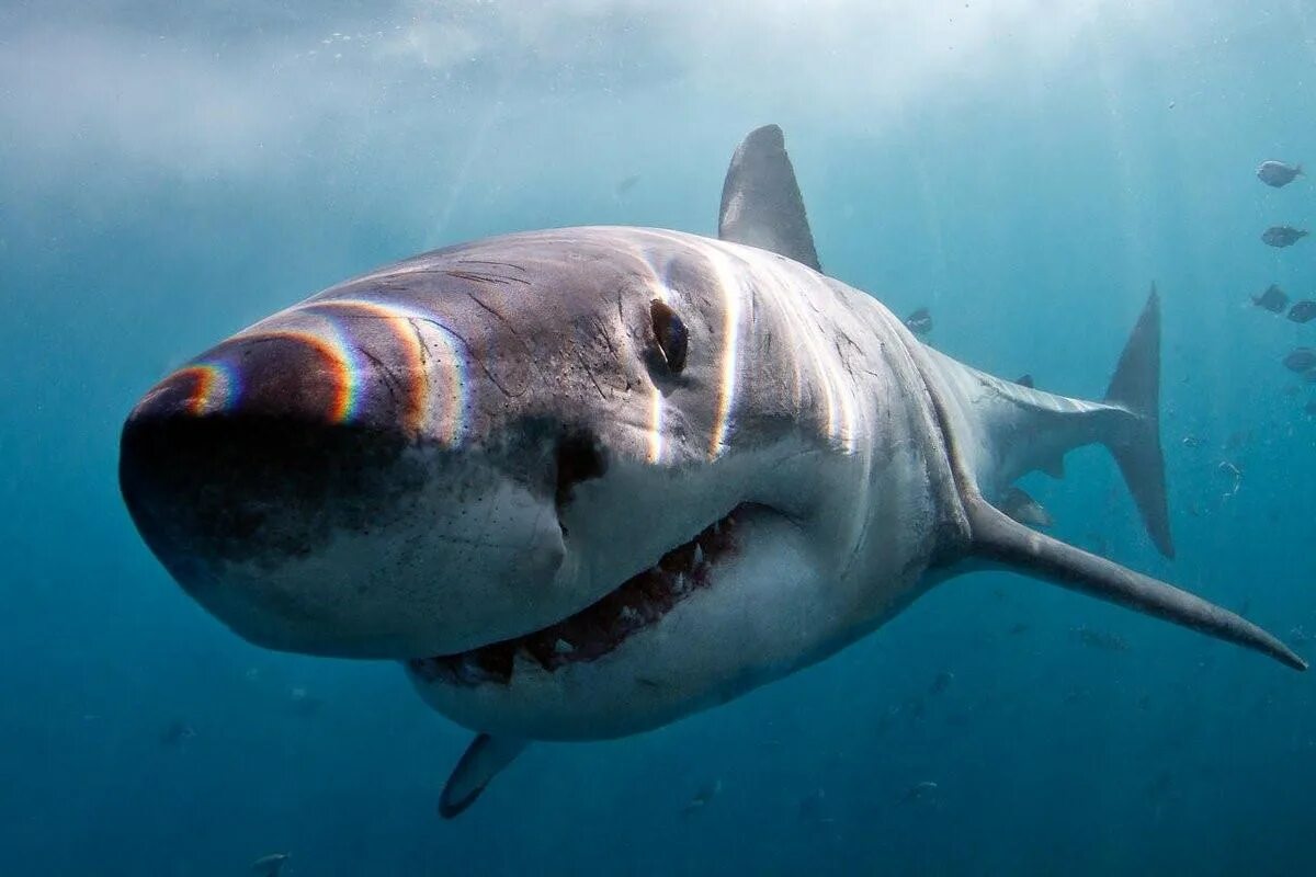 Сама большая акула. Carcharodon carcharias. Исполинская акула. Гигантская акула акулы. Гигантская акула (basking Shark).