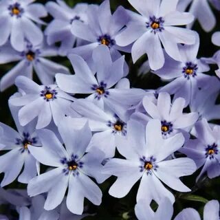 Флокс emerald cushion blue