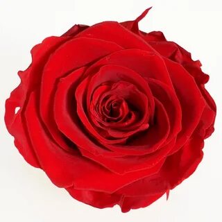 Rose premium