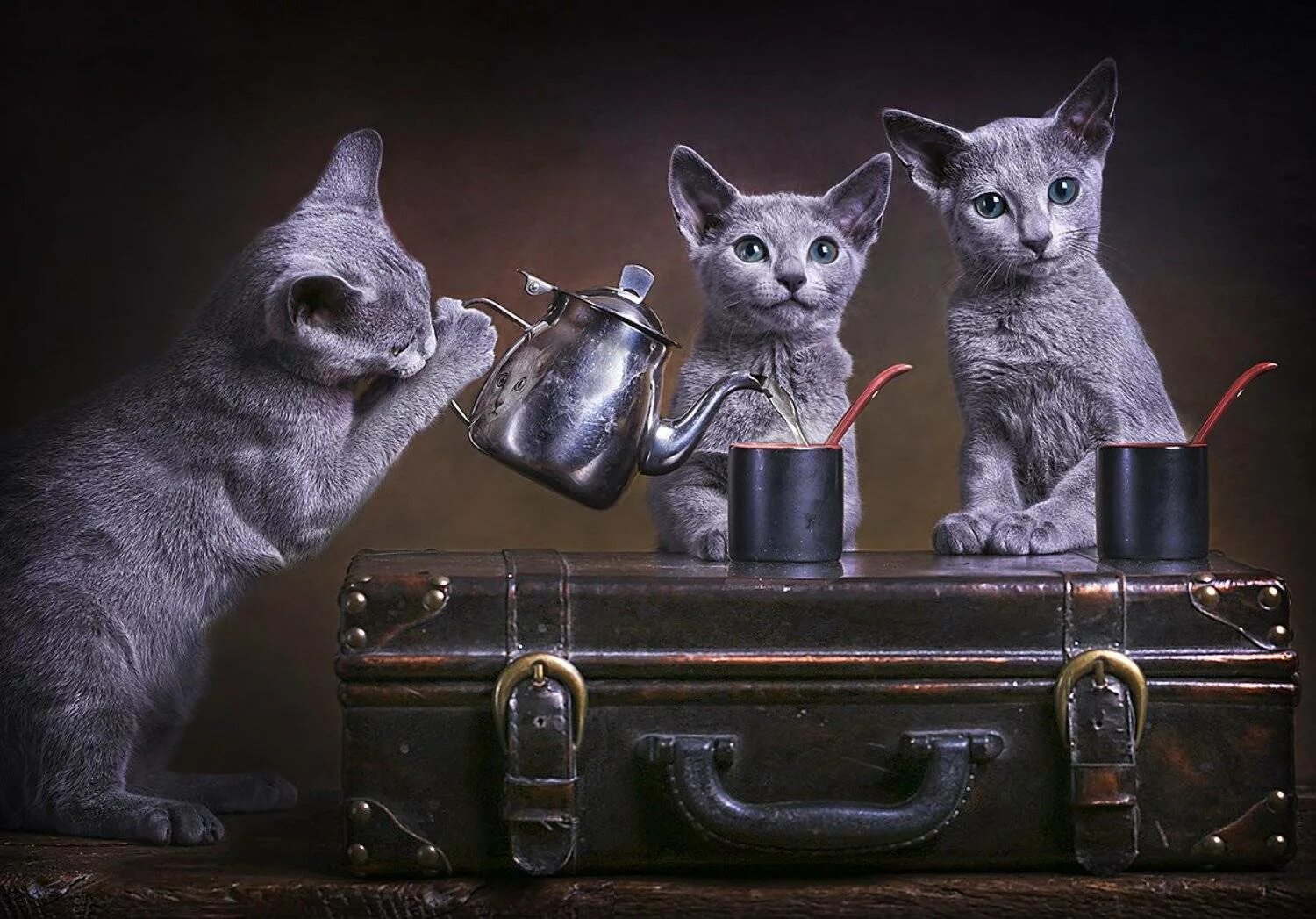 Три кошки. Котик пьет чай. Котята пьют чай. Чаепитие котят.