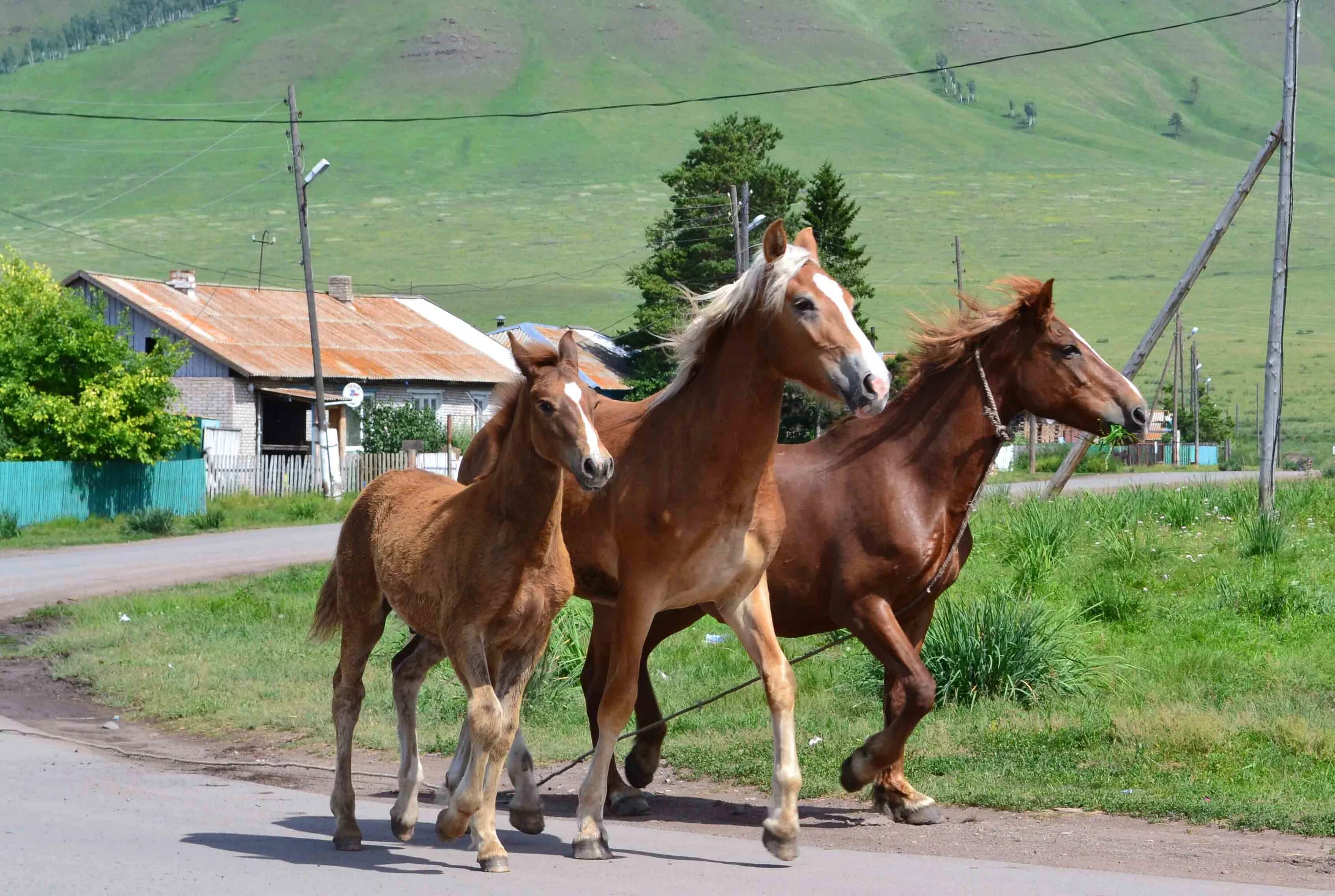 Horse family