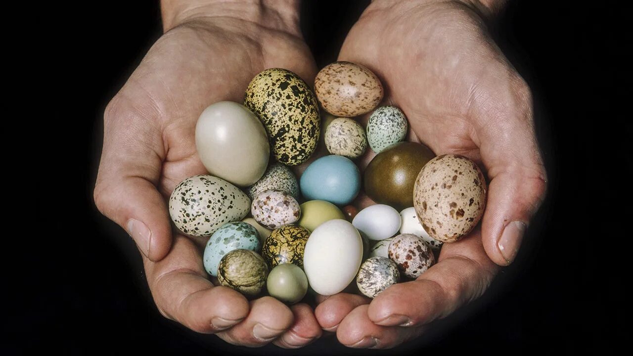 К чему снится видеть яйца. Яйца птиц. Яйца разные. Маленькие яйца. Необычные птичьи яйца.