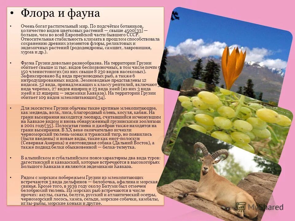 Представители флоры и фауны. Сколько видов флоры. Сообщение флора и фауна. Биологическая роль цветка. Виды флоры.