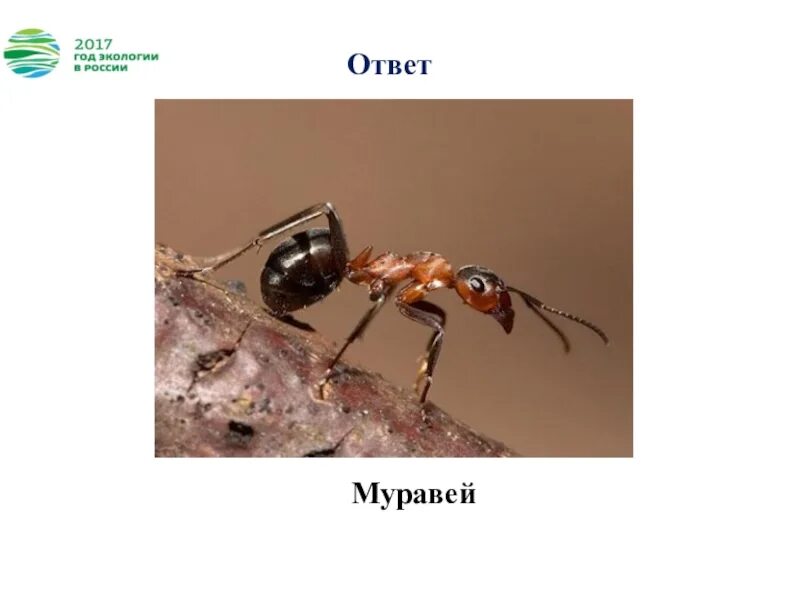 Архитектор музыка. Архитектор муравей песня. Архитектор муравей песня. Архитектор песня. Архитектор муравей песня.
