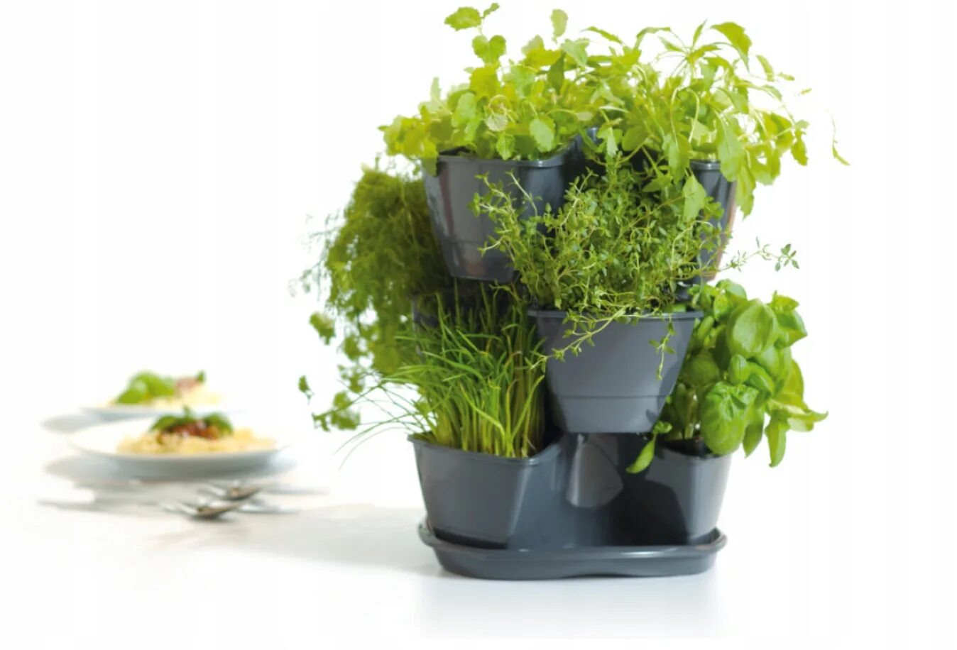 горшок для цветов. можно ходить в горшке. можно ходить в горшке. розмарин душистый. ухаживание за растениями.