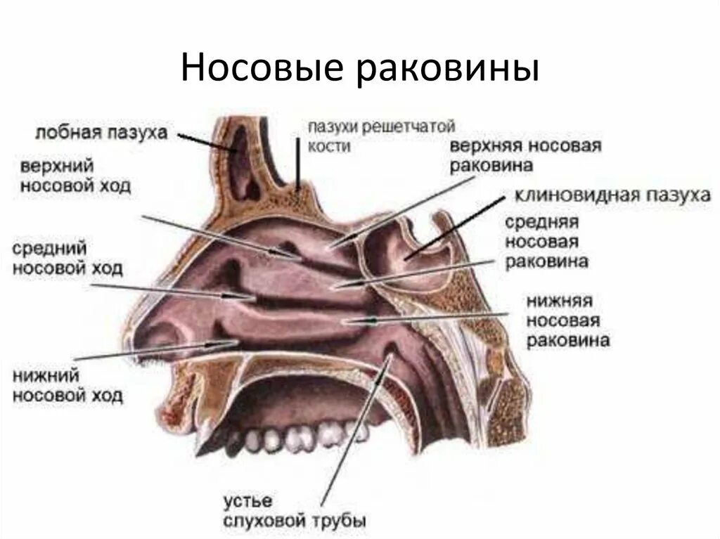 Раковины и ходы носовые носовые анатомия. Хоаны носа анатомия. Полость носа анатомия хоаны. Полость носа анатомия носовые ходы.