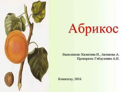 Как правильно пишется абрикос