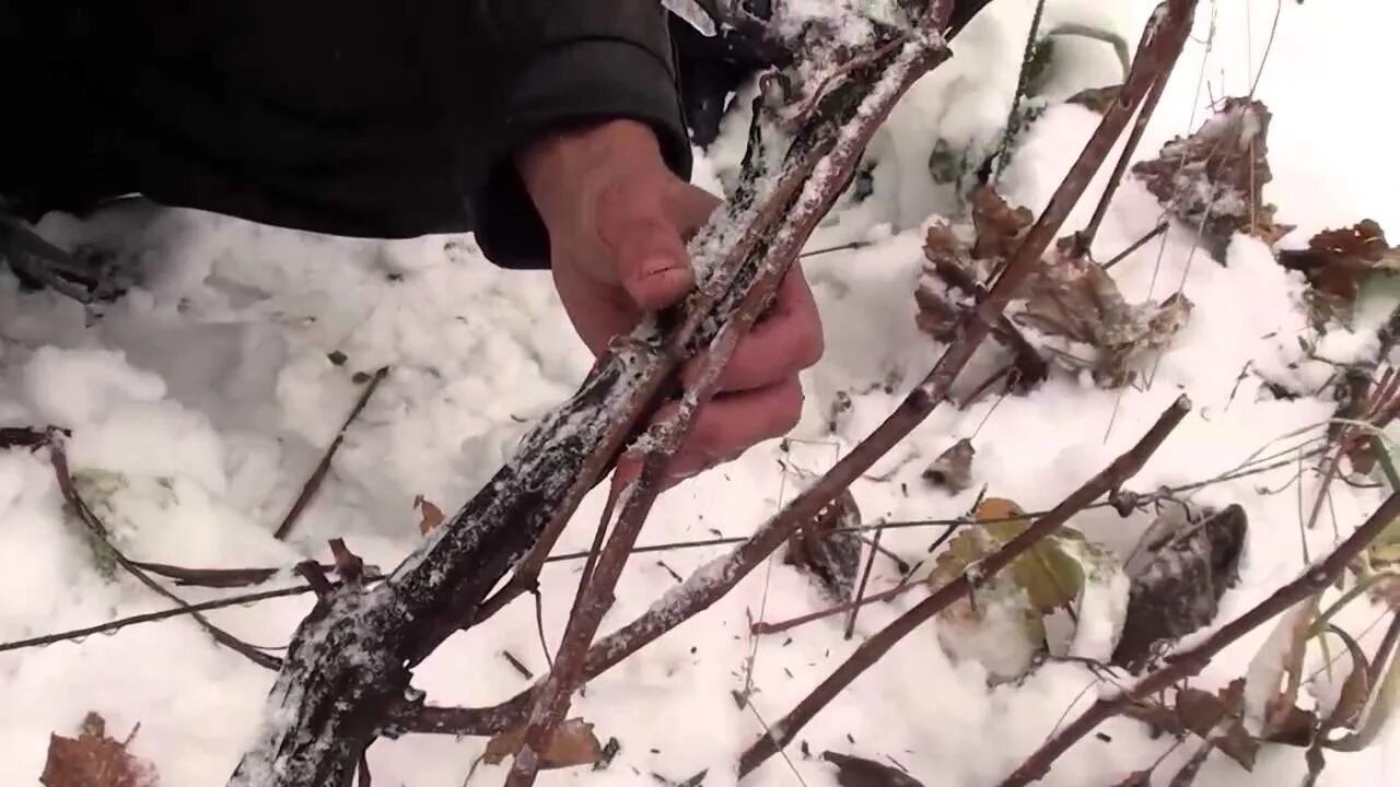 Как выглядит обрезанный виноград в зиму фото Grapevine Pruning: How to Prune Grapevines for Quality Winemaking