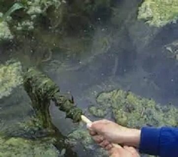 Зеленые водоросли в пресных водоемах