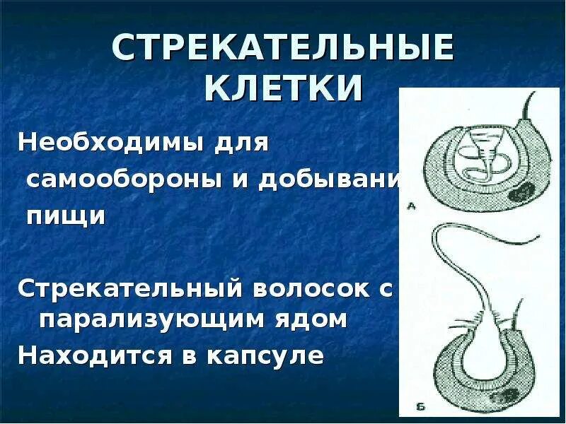 Плоский червь стрекательные клетки. Гидра пресноводная стрекательные клетки. строение стрекательной клетки. стрекательные клетки характерны. стрекательные клетки кишечнополостных.