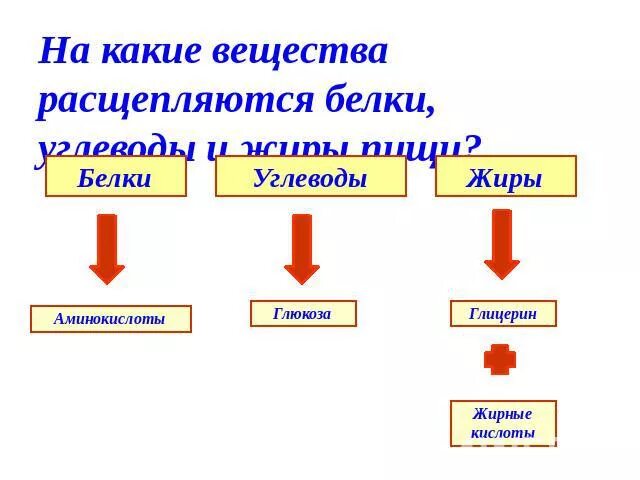 Белки пищи расщепляются в. В процессе пищеварения жиры расщепляются до. В процессе пищеварения белки расщепляются. Белки жиры углеводы расщепляются до. Га какие вещества расщепляются жиры.