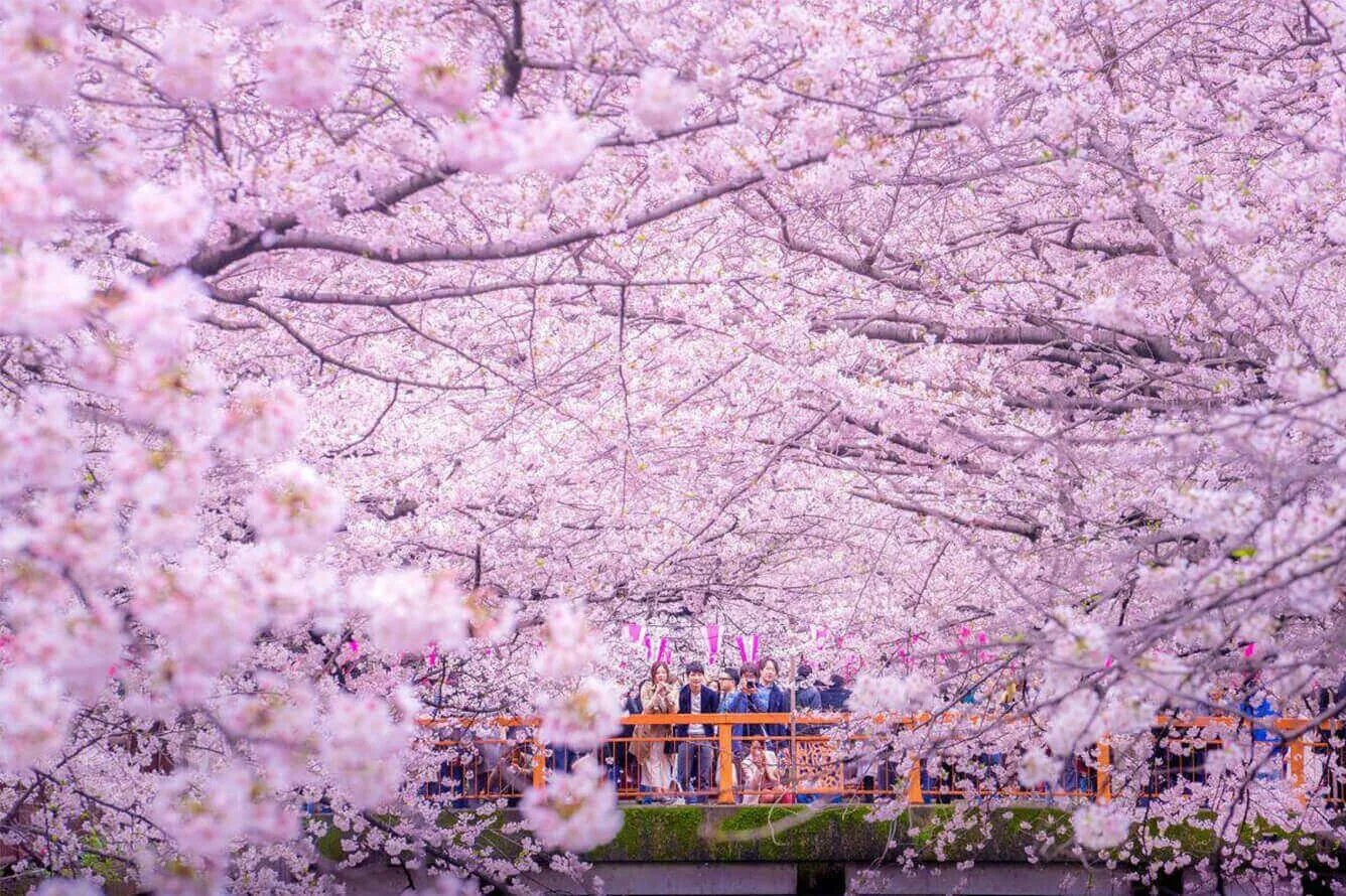 Цветущая Сакура в Токио. Черри блоссом в Токио. Япония цветение Сакуры парк. Цветение Сакуры в Японии фото. Sakura blossom