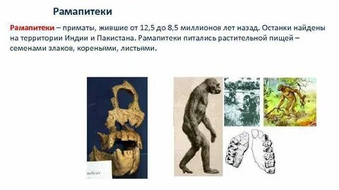 Конспект урока эволюция