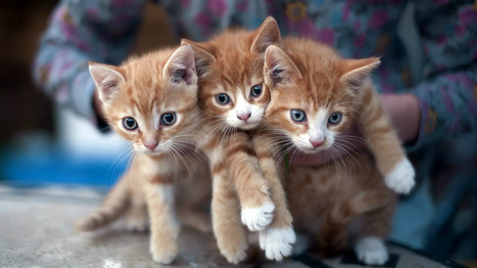 Какие нибудь кошечки