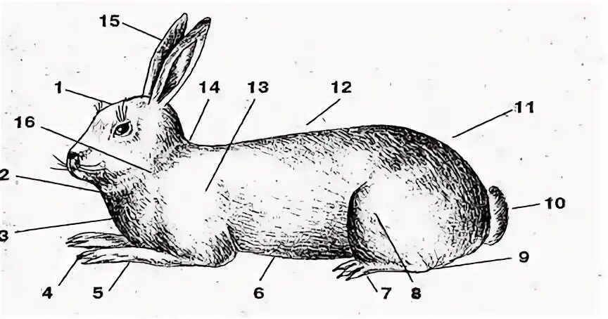 Кролик строение тела. Анатомия и физиология кролика. Экстерьер кроликов. Название отделов тела кролика.