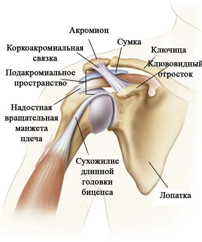 Связки между частями