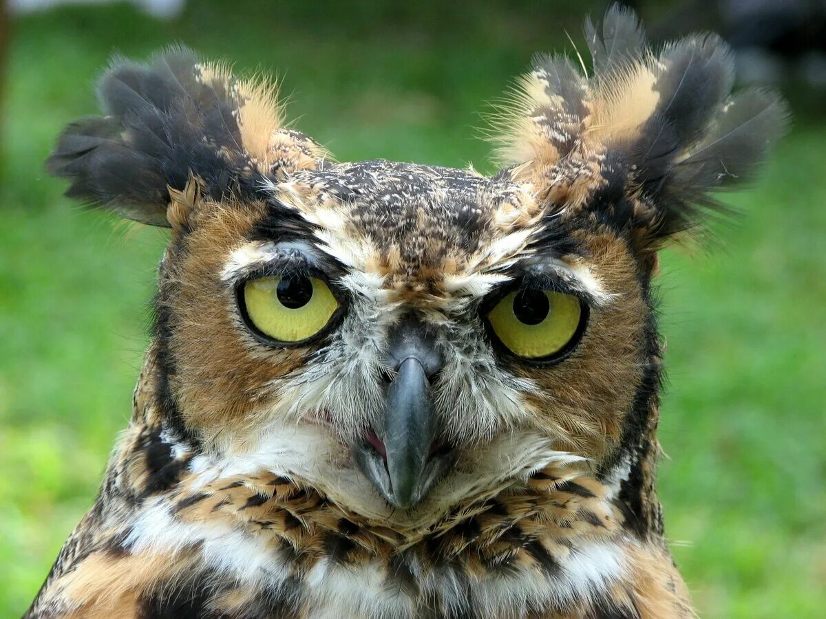 Удивленная сова. Забавные совы. Неясыть в дупле. Три совы. Посмотри.