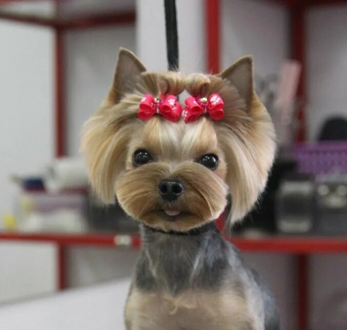 Бивер-йоркширский терьер. Йоркширский терьер стрижка азия. Йорк стиль. Корейская стрижка йорка. Йорк стиль.