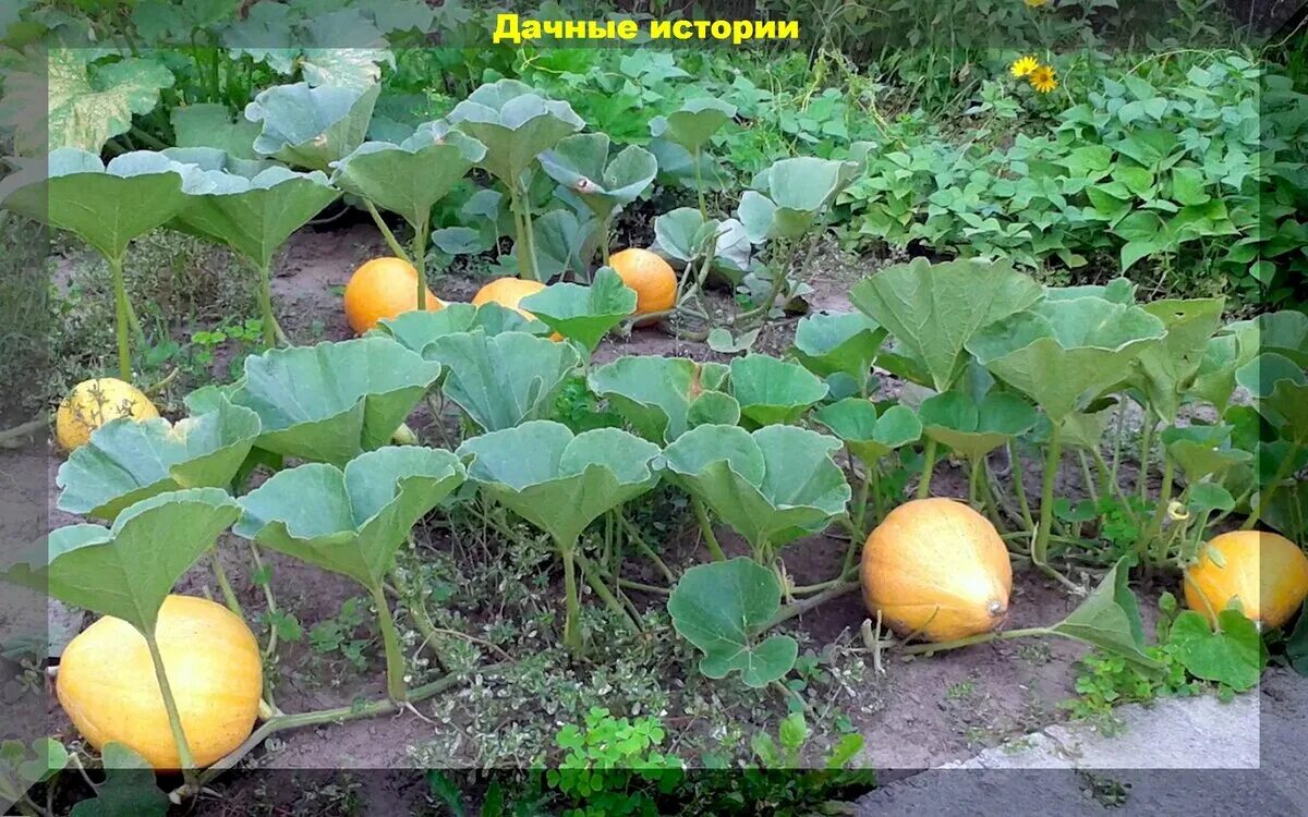 Тыква как обрезать плети правильно. Тыква цукини мускатная. тыква растет на грядке. плети тыквы. всходы тыквы.