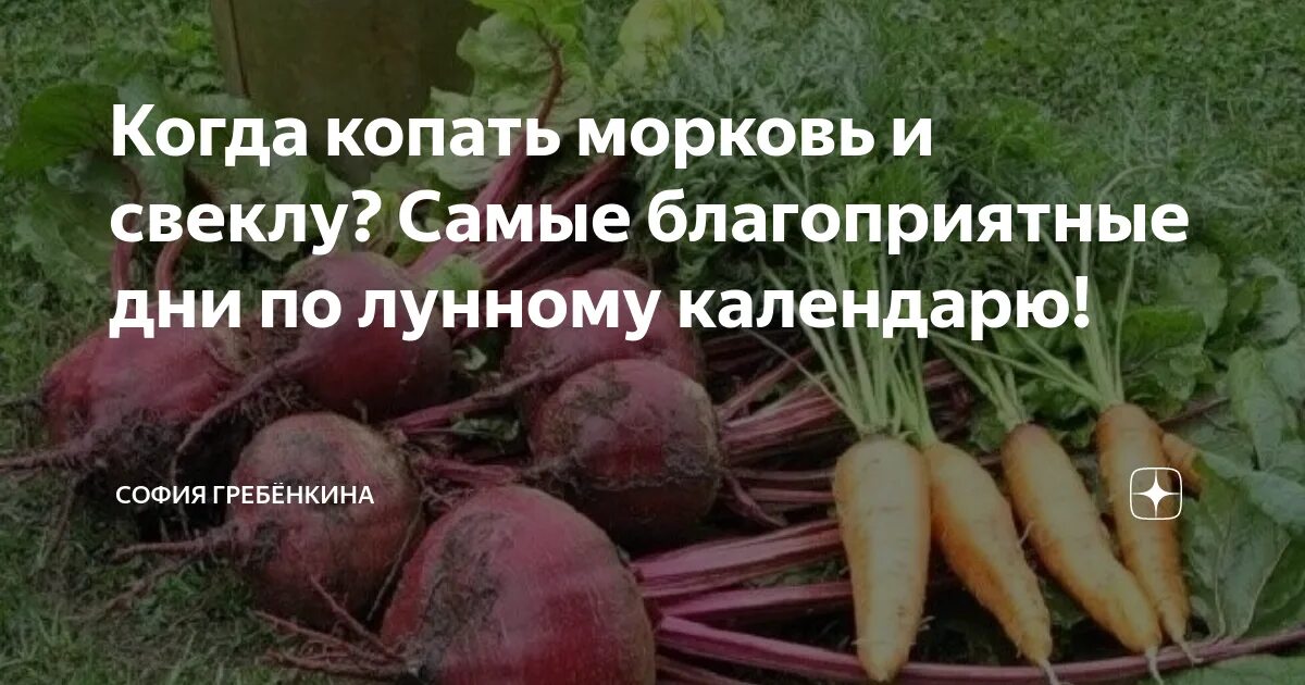 Время собирать свеклу. Уборка корнеплодов. Когда выкапывать морковь. Уборка моркови и свеклы. Сроки уборки свеклы.