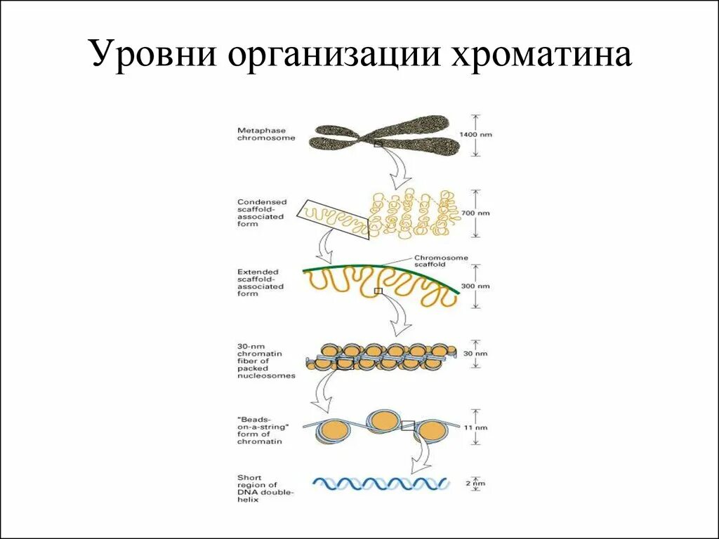 Уровни структурной организации хроматина хромосом. . Структурная организация хроматина. Уровни компактизации ДНК.. Уровни организации интерфазного хроматина. Уровни укладки ДНК В составе хроматина.