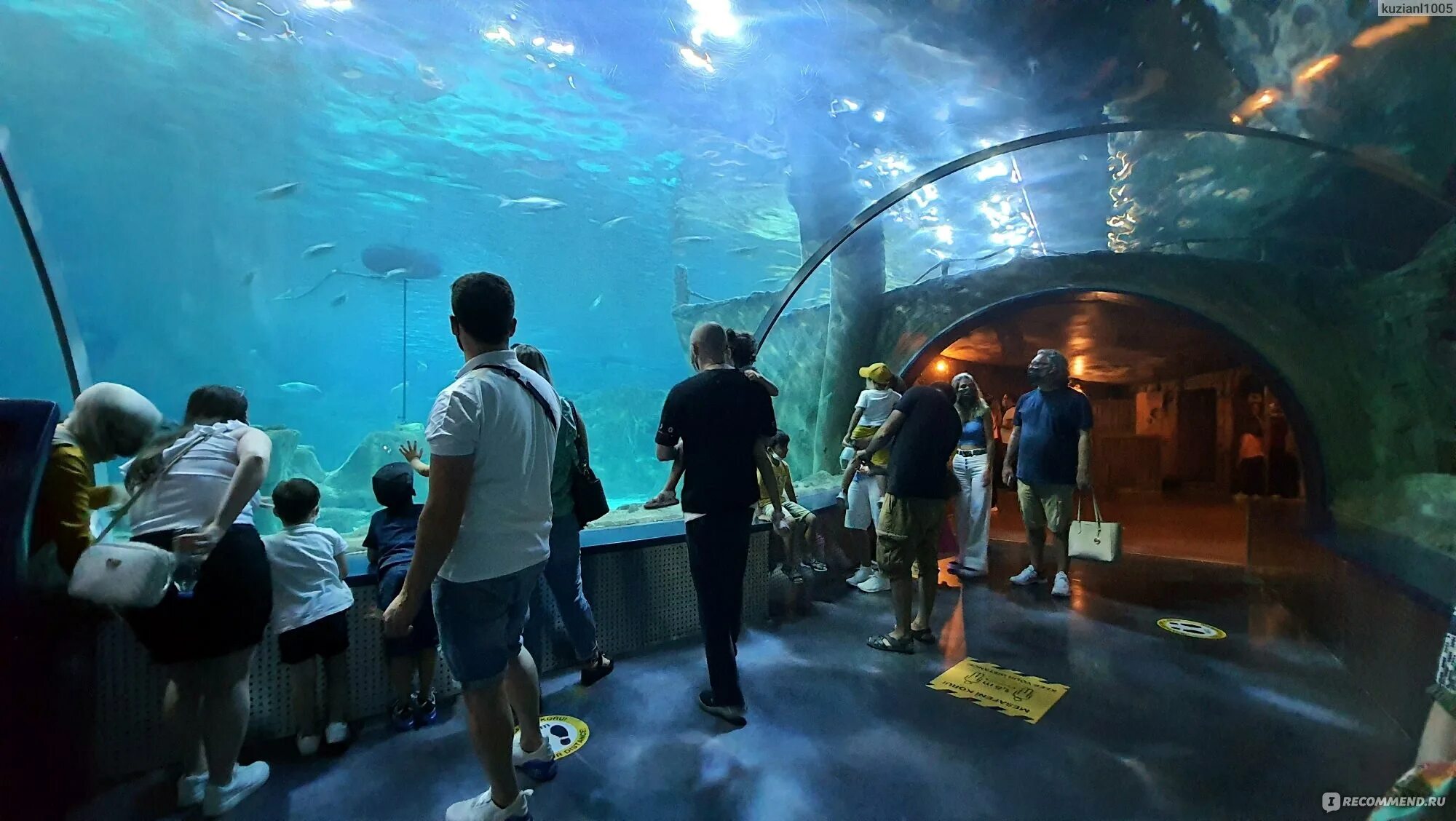 Океанариум москва крокус сити холл. Океанариум turkuazoo (istanbul sea life akvaryum). Си лайф аквариум стамбул. Океанариум флория в стамбуле. Стамбульский океанариум.