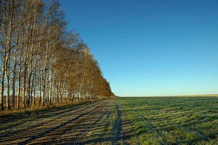 лесная полоса фото. полезащитные лесные полосы воронежа. лесополоса белгород дон. лесополоса. полезащитные лесные полосы.