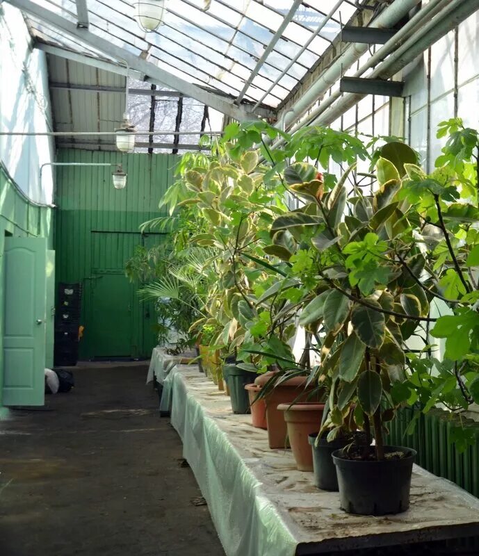 14. оранжерея вднх концертный зал. павильон азербайджан на вднх оранжерея.