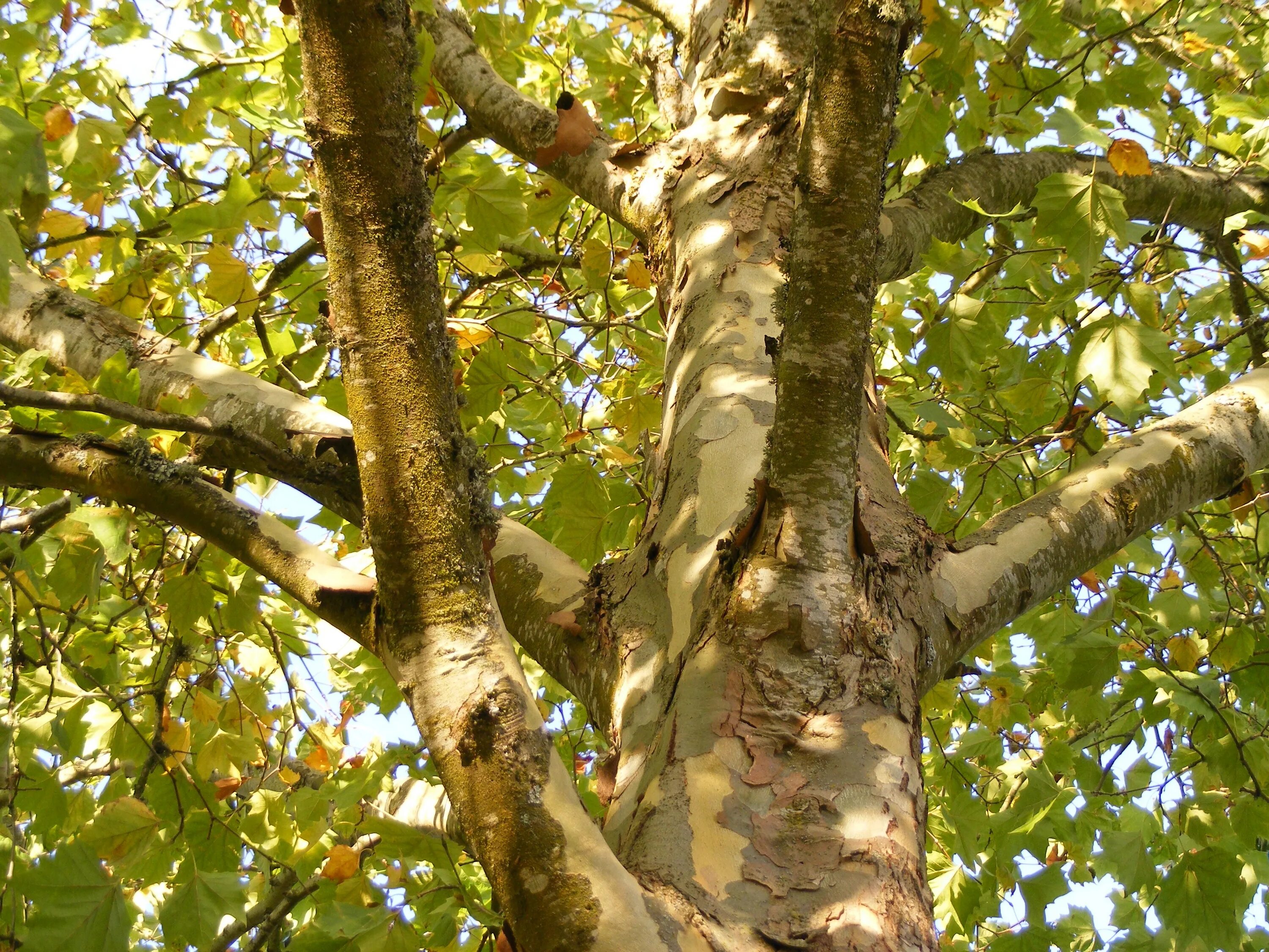 Plane tree