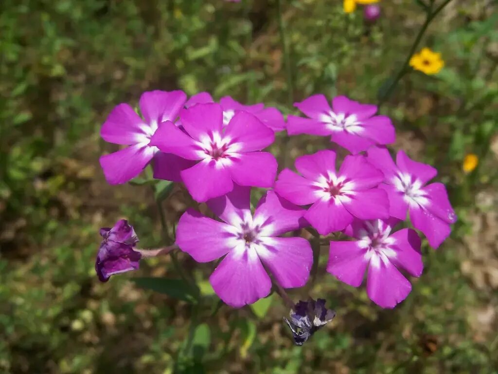 Цветы ковид. Флокс друммонда. phlox glaberrima. флокс пятнистый (макулята). цветы похожие на флоксы однолетние.