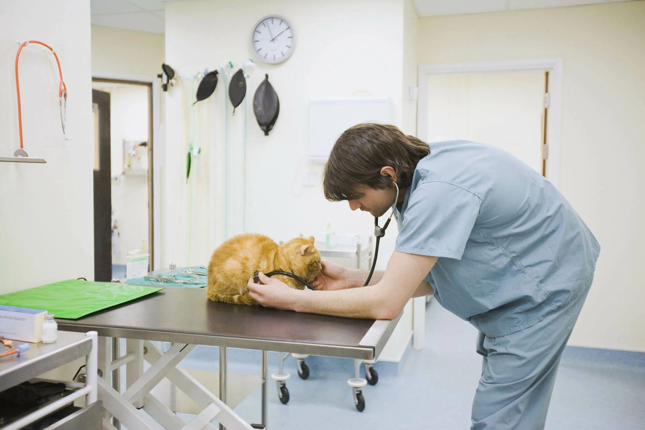 Ветеринар для кошки отзывы. Ветеринар осматривает кошку. Карьера ветеринара. Место работы ветеринара. Стол в кабинете ветеринара.