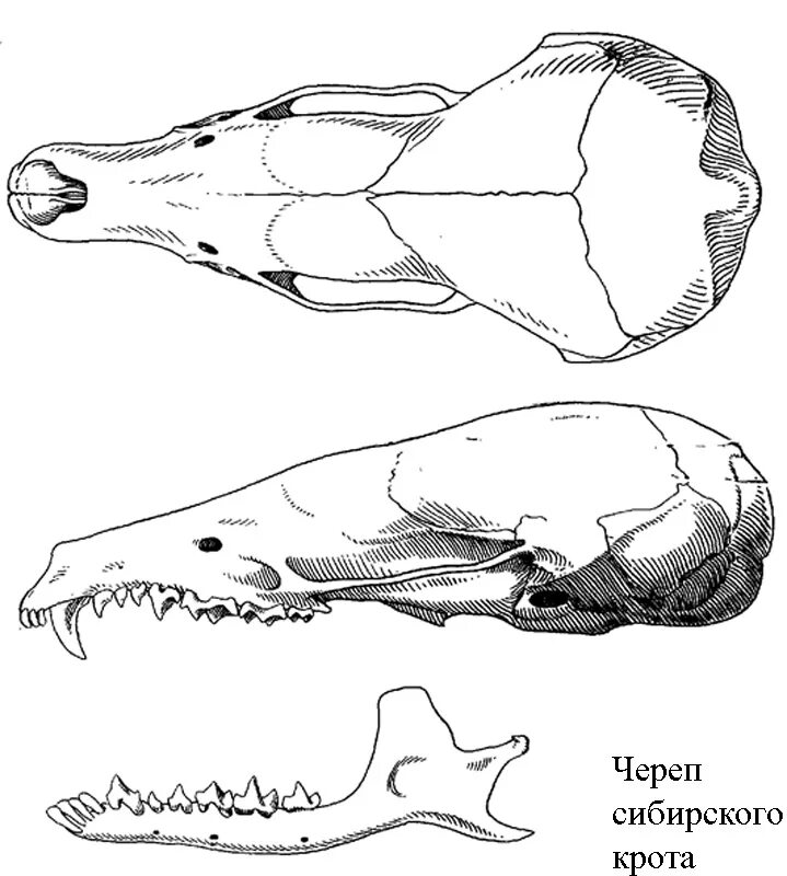 Череп насекомоядных зубная формула. Зубная система насекомоядных млекопитающих. Зубная формула бурозубки. Слепыш анатомия. Зубная формула насекомоядных