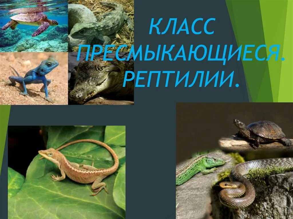 Пресмыкающиеся представители 2 класс. Класс пресмыкающиеся. Пресмыкающиеся представители. Класс рептилии представители. Класс пресмыкающиеся представите.