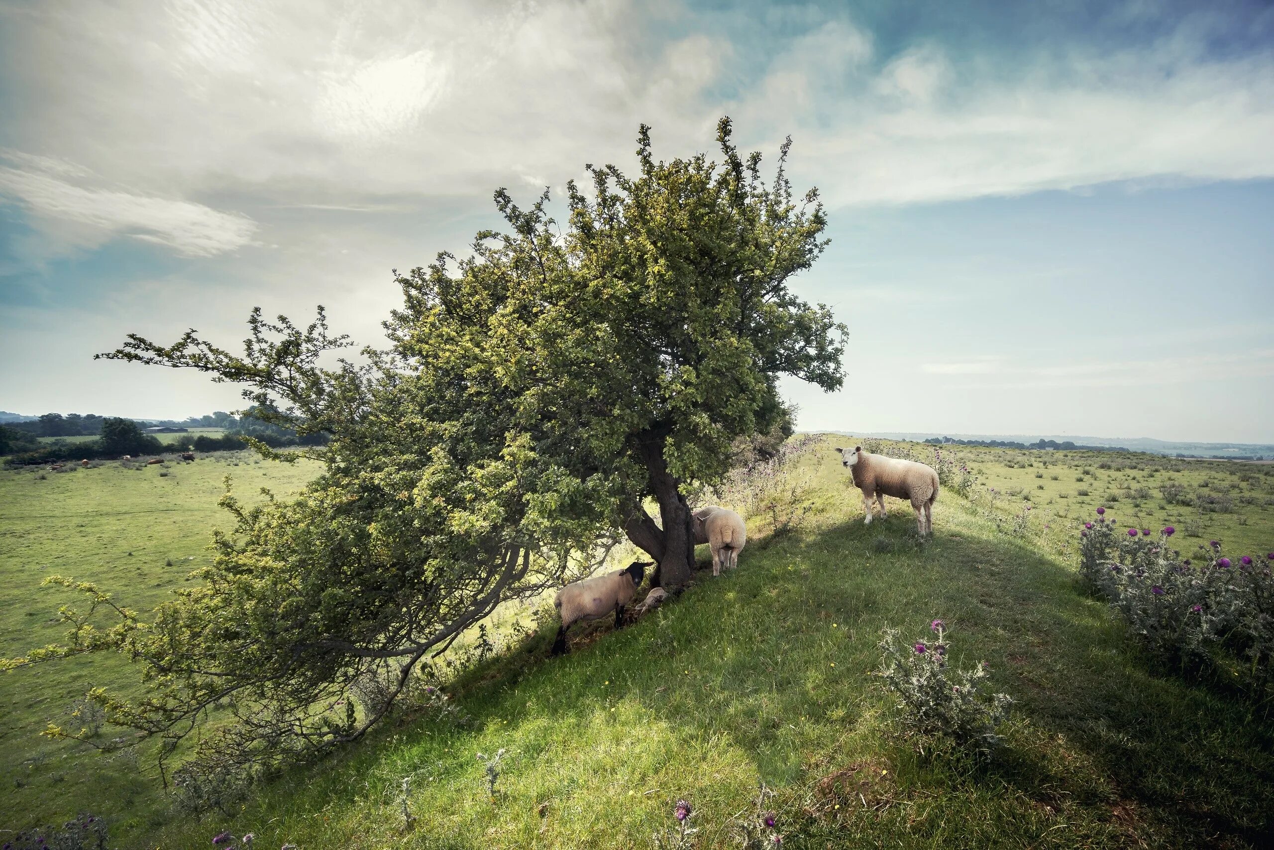 Tree sheep