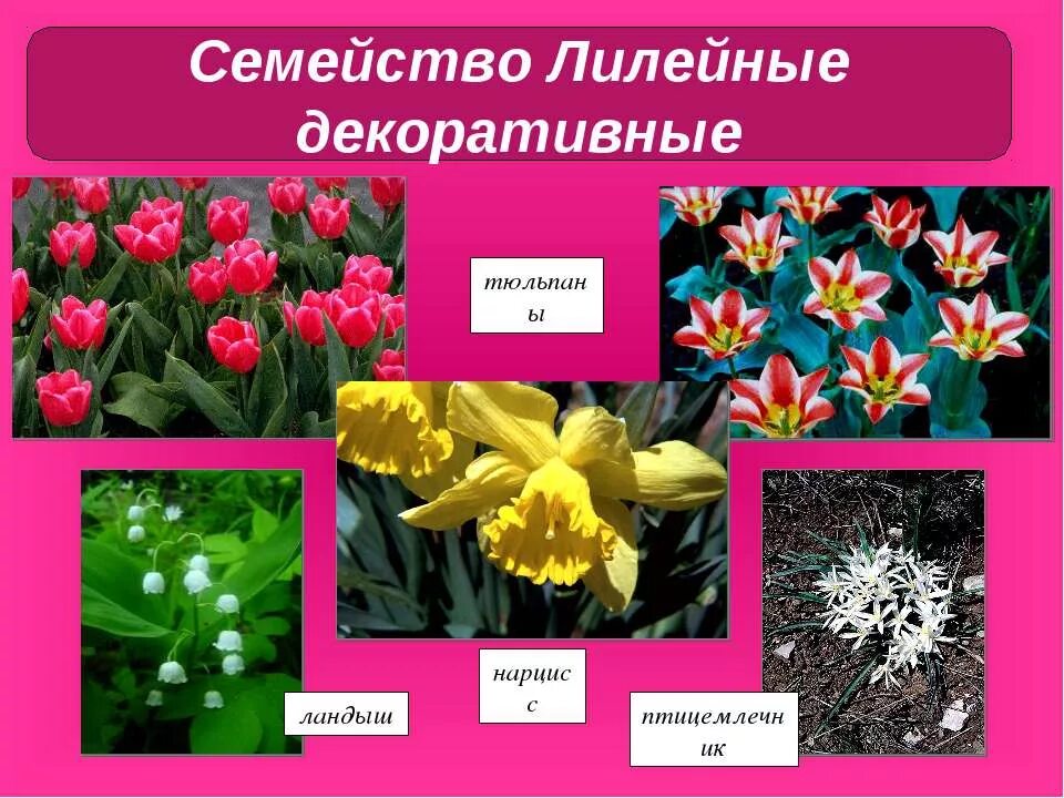 Семейство лилейные liliaceae представители. Семейство лилейные соцветие. Семейство лилейные представители. Семейство лилейных класс. Семейство лилейные фото.