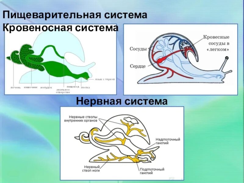 Кровеносная система моллюсков схема. Моллюски строение пищеварительной системы. Моллюски строение дыхательной системы. Брюхоногие моллюски выделительная система. Сердце брюхоногих