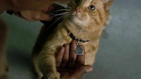 Captain Marvel Goose Wallpapers.