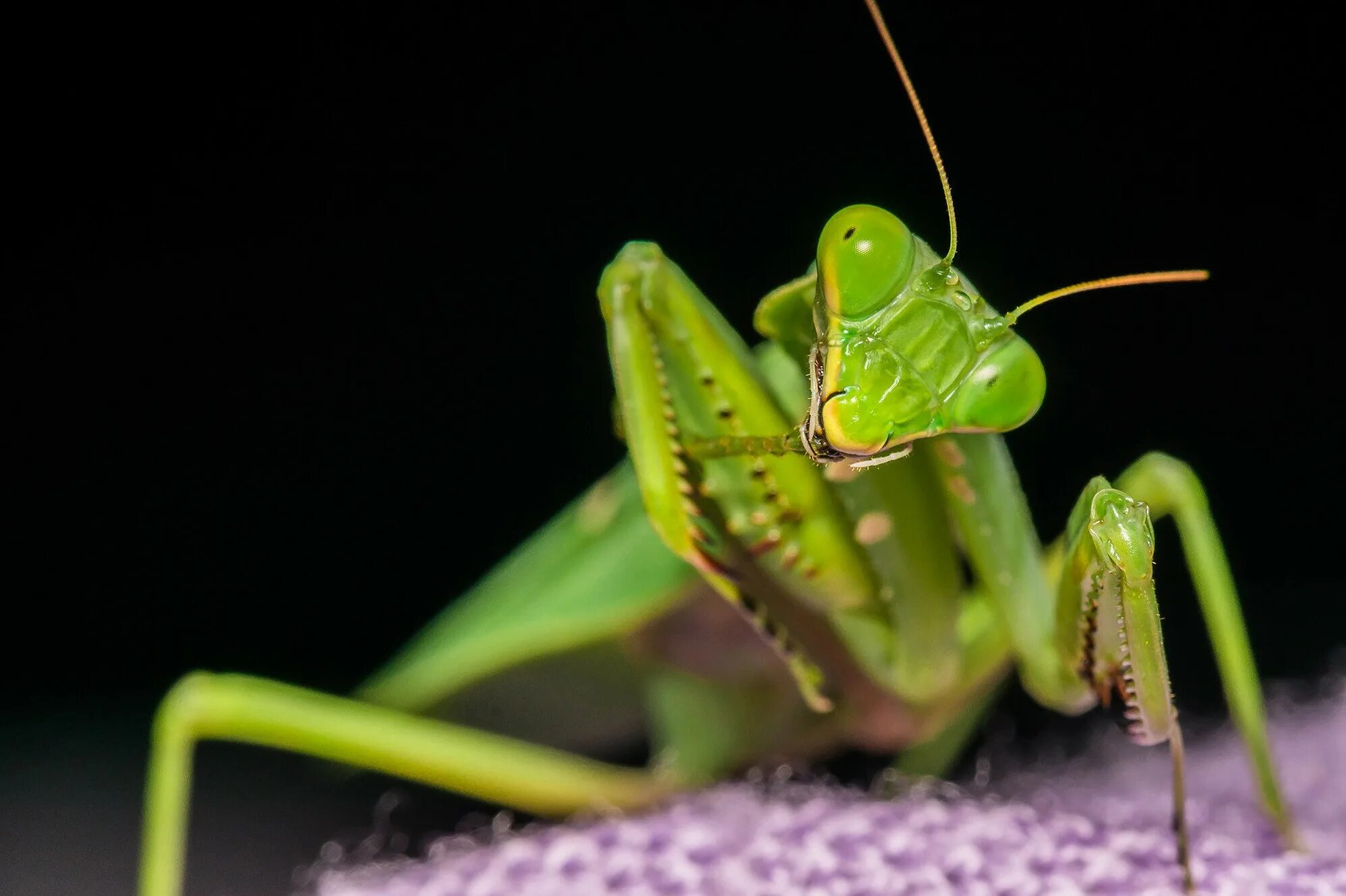 Земляной богомол (Geomantis Larvoides). Богомолы Мантис зелёный. Мантис богомол. Praying Mantis насекомое. Богомол дома