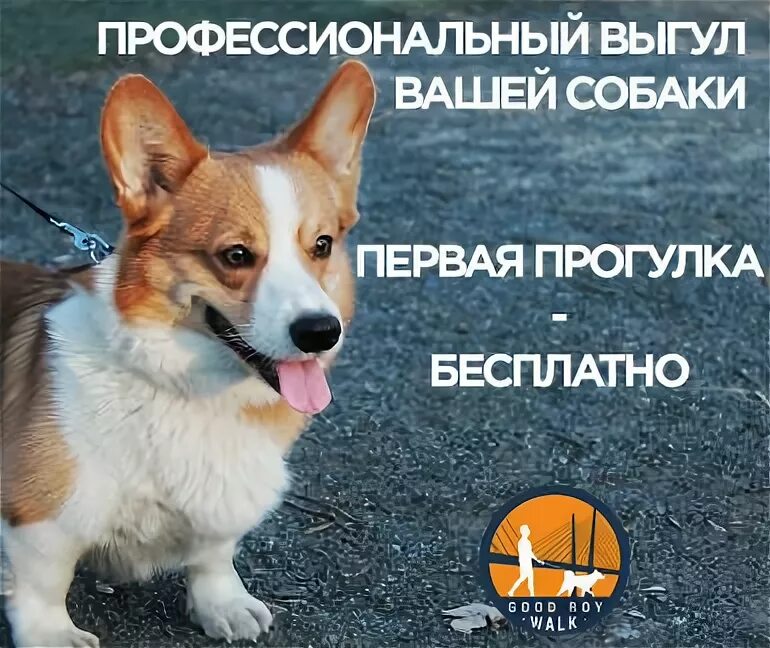 Объявление выгул собак. Выгул собак объявление. объявление по выгулу собак. погуляю с собакой объявление. пример объявления о выгуле собак.
