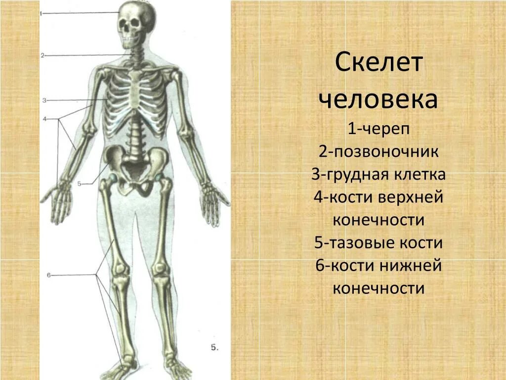 Выберите особенности строения скелета изображенного на рисунке. Строение человека кости 3 класс. Строение скелета человека 3 класс окружающий мир. Кости скелета биология. Тема урока скелет человека.