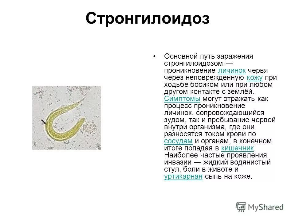 Перкутанный путь заражения. Strongyloides stercoralis симптомы. Стронгилоидоз пути заражения. Стронгилоидоз пути передачи.