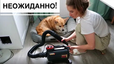 Можно сушить собаку феном