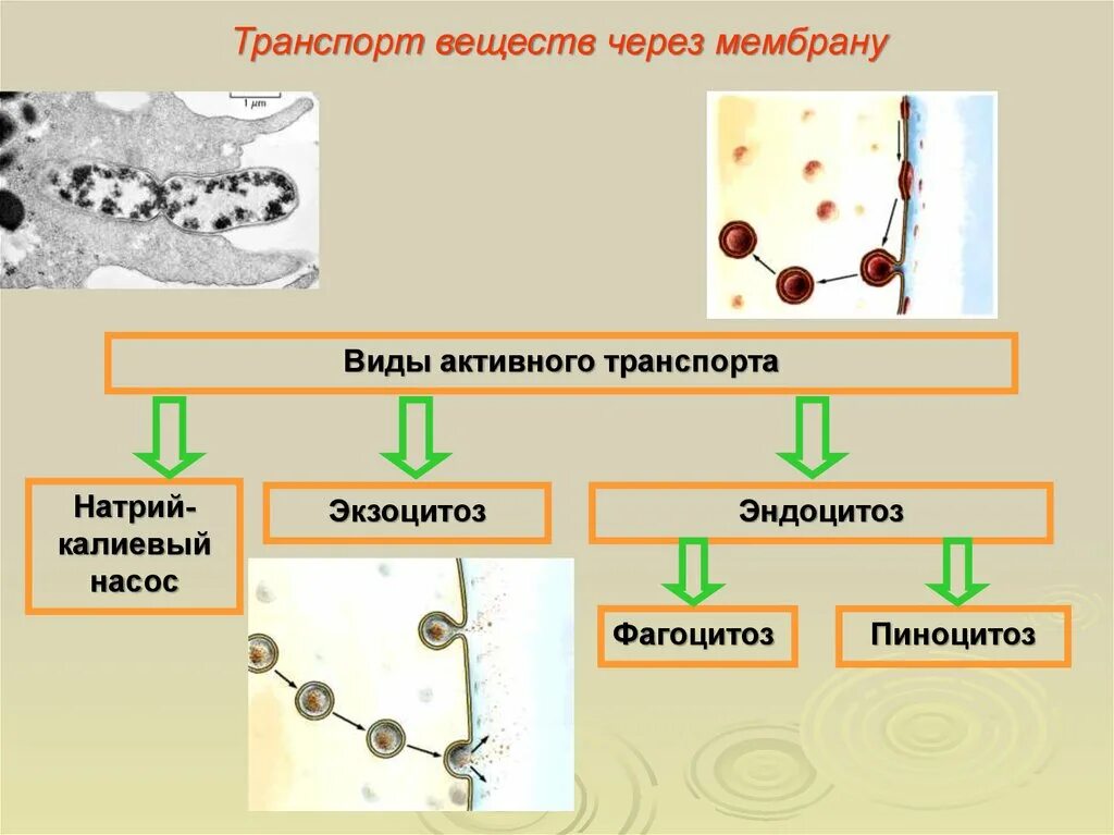 Транспортируемые вещества эндоцитоза